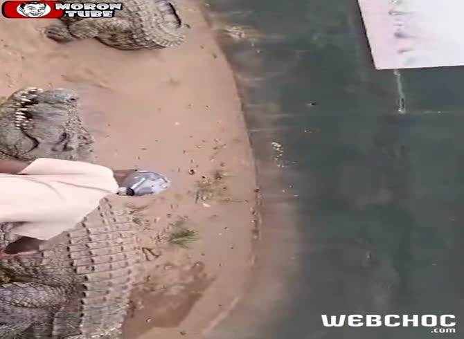 Video :He ought not to have disturbed the crocodile's slumber